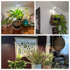 Full Spectrum LED Grow Light with Timer